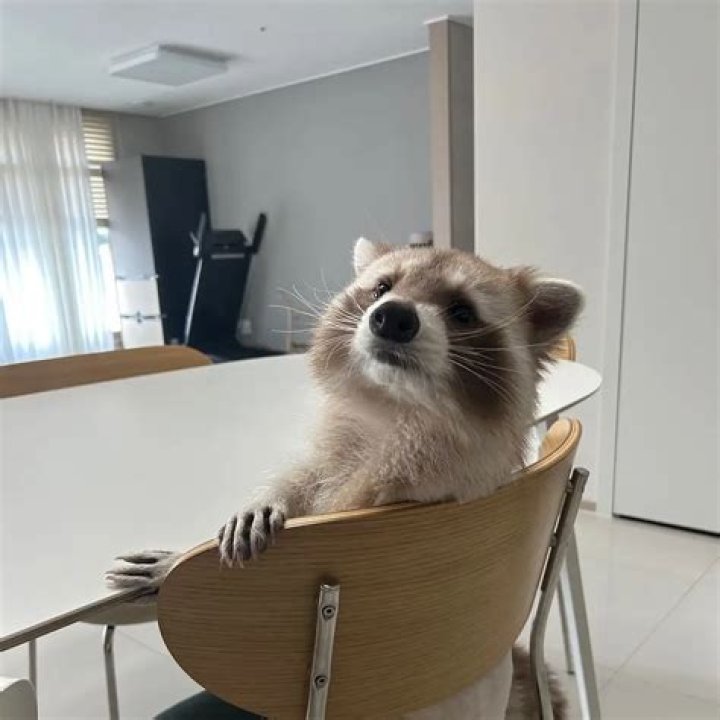 where do raccoons live in the city