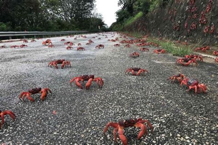 Where Do Red Crabs Live?