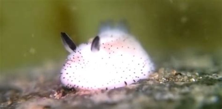 where do sea slugs live