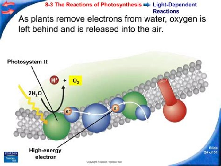 where do the electrons come from in photosynthesis