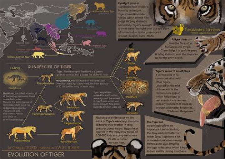 where do tigers originate from