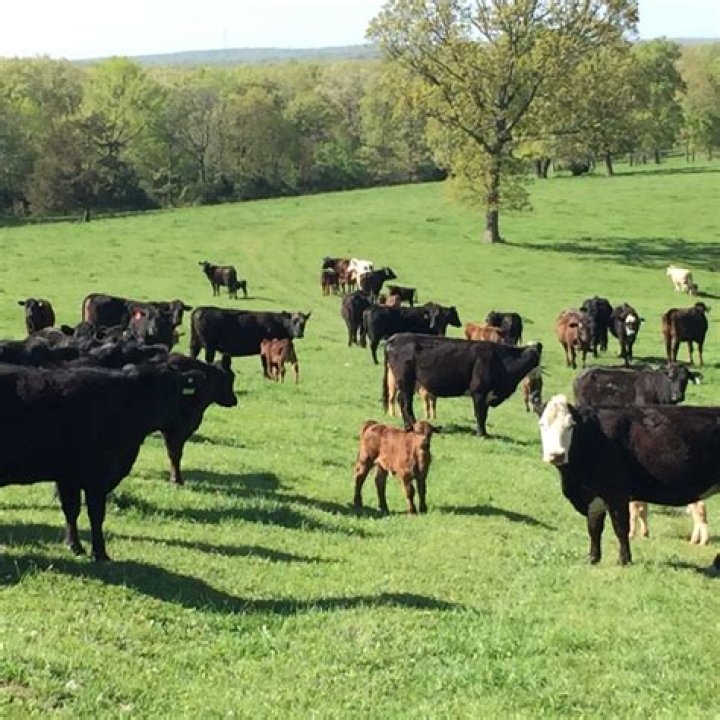 where do wild cows live