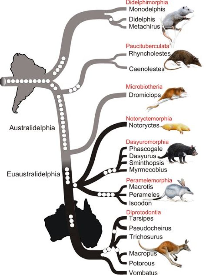 where does a young marsupial develop?