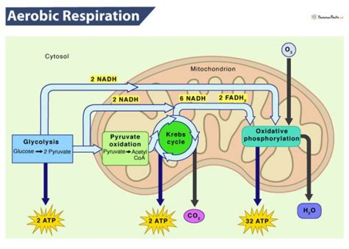 Where Does Aerobic Respiration Occur In The Cell?