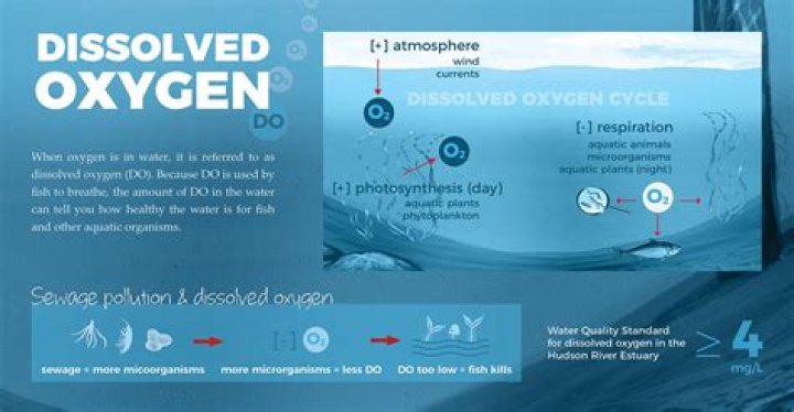 where does dissolved oxygen come from