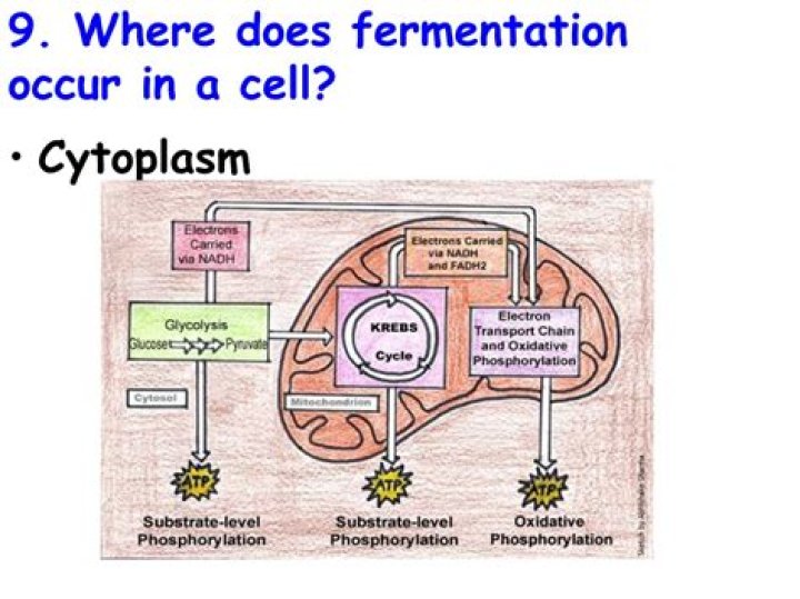 where does fermentation occur in a cell