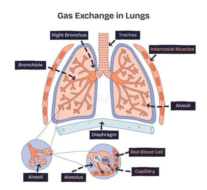where does gas exchange occur in a plant
