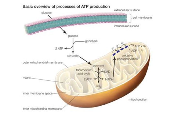 where does most atp production take place within a cell?