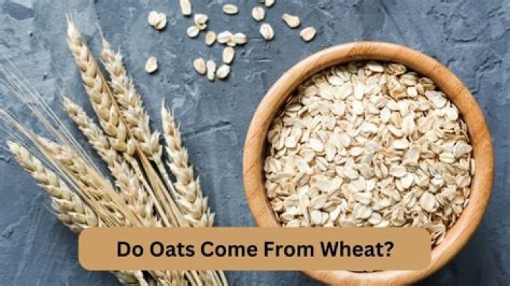 where does oats come from