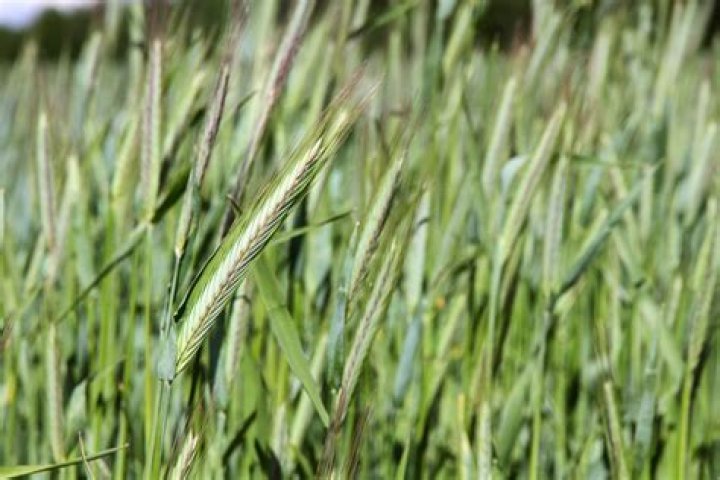 where does rye come from