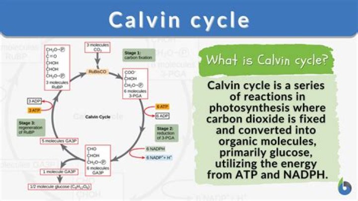 where does the calvin benson cycle occur