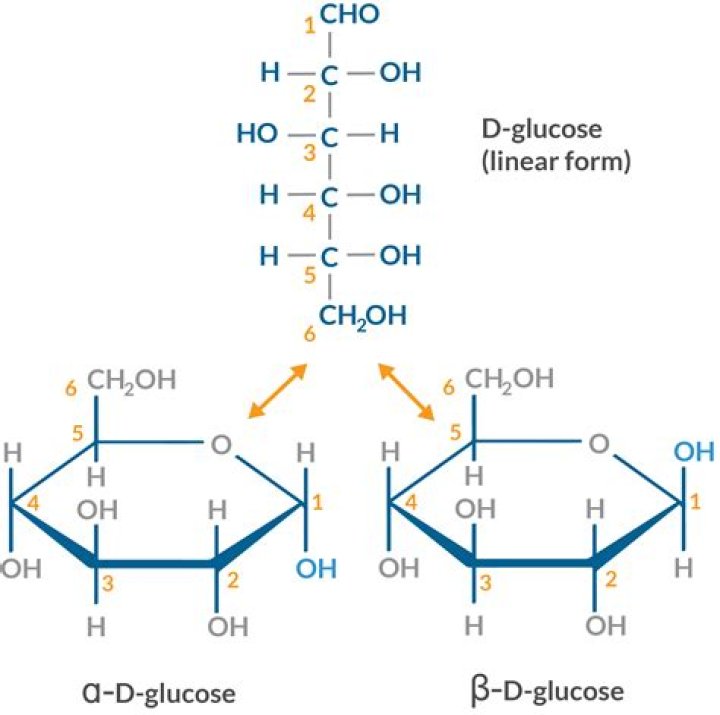 where does the carbon in glucose come from
