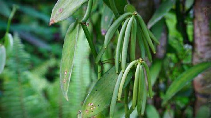 where does vanilla beans come from