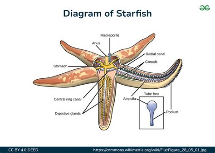 where does water enter a starfish where does it leave