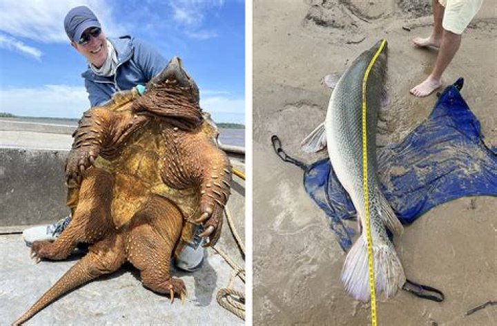 where in a lake would you most likely find turtles?