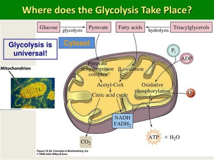 where in the cell does glycolysis occur