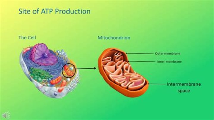 where in the cell does most atp production take place