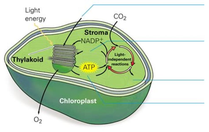 where in the chloroplast do the light reactions take place