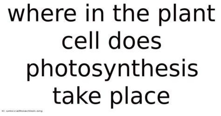 where in the plant cell does photosynthesis take place