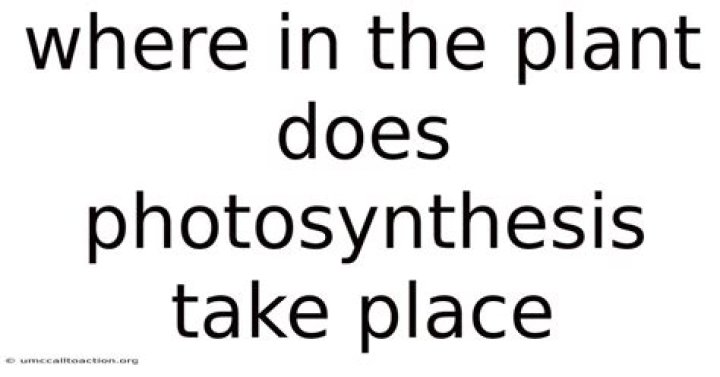 where in the plant does photosynthesis take place