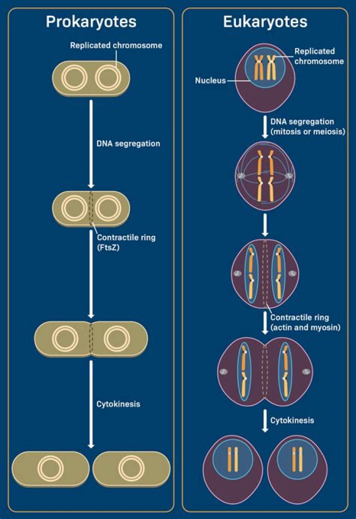 where is dna contained in eukaryotic cells