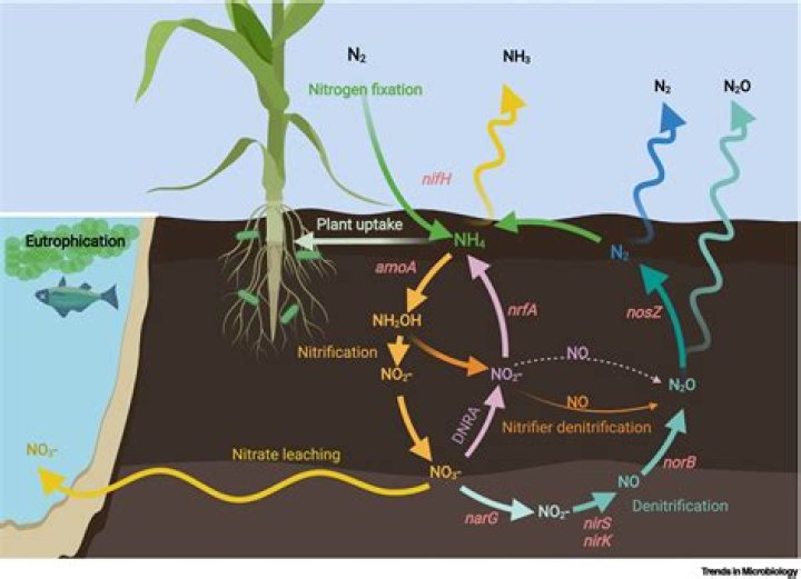 where is nitrogen most abundant
