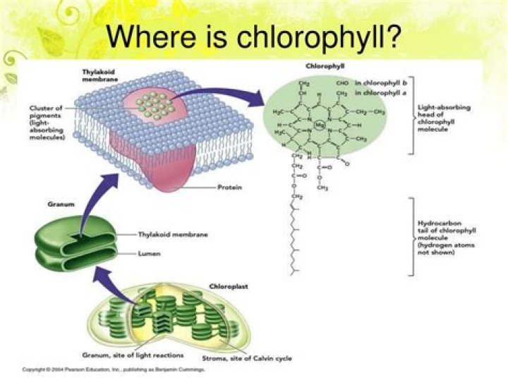 where is the chlorophyll located