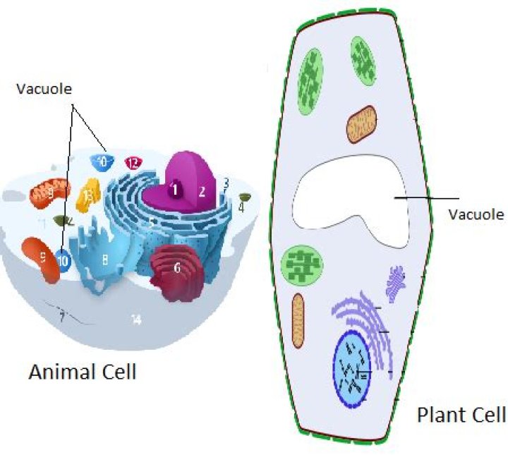where is the genetic material located in plant and animal cells