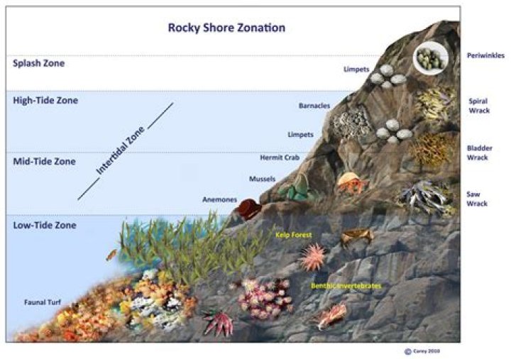 where is the intertidal zone located