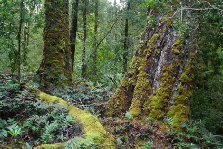 where is the oldest rainforest on earth?
