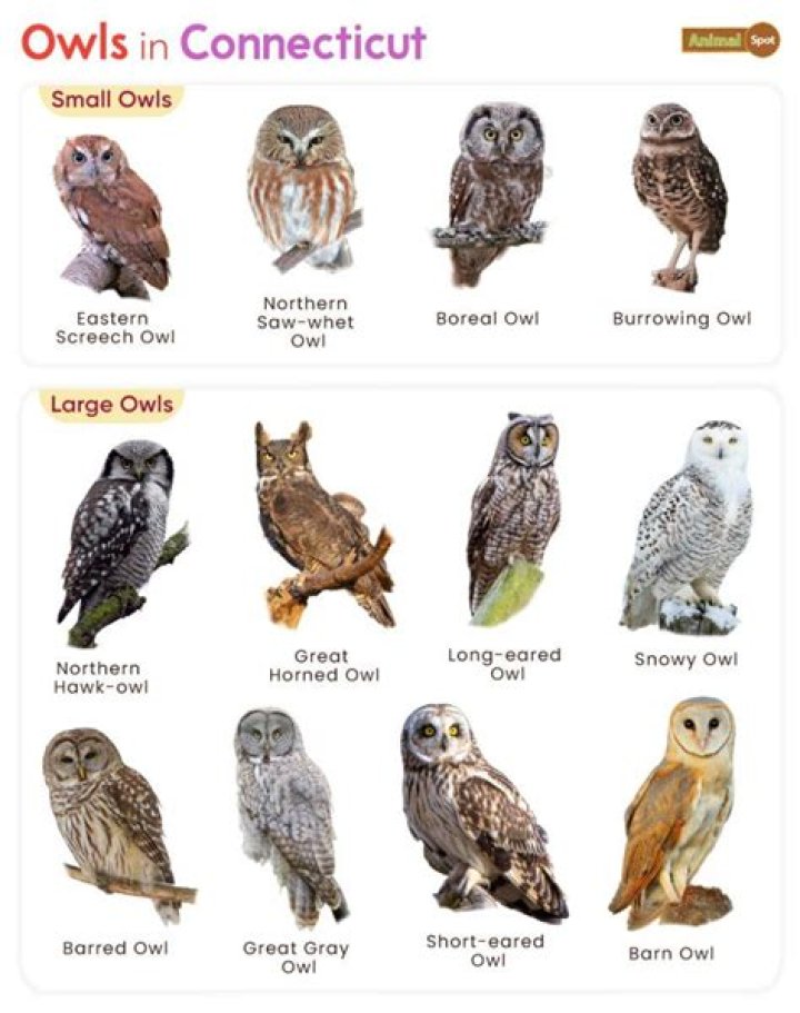 where snowy owls live - Lisbd-net.com