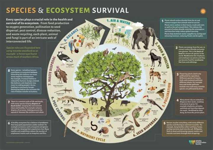 where the better adapted organisms survive to pass traits along to offspring