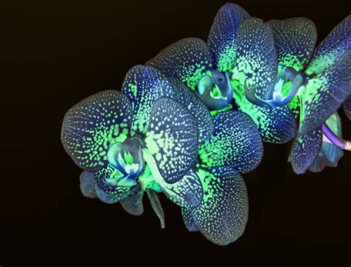 where to buy bioluminescent plants