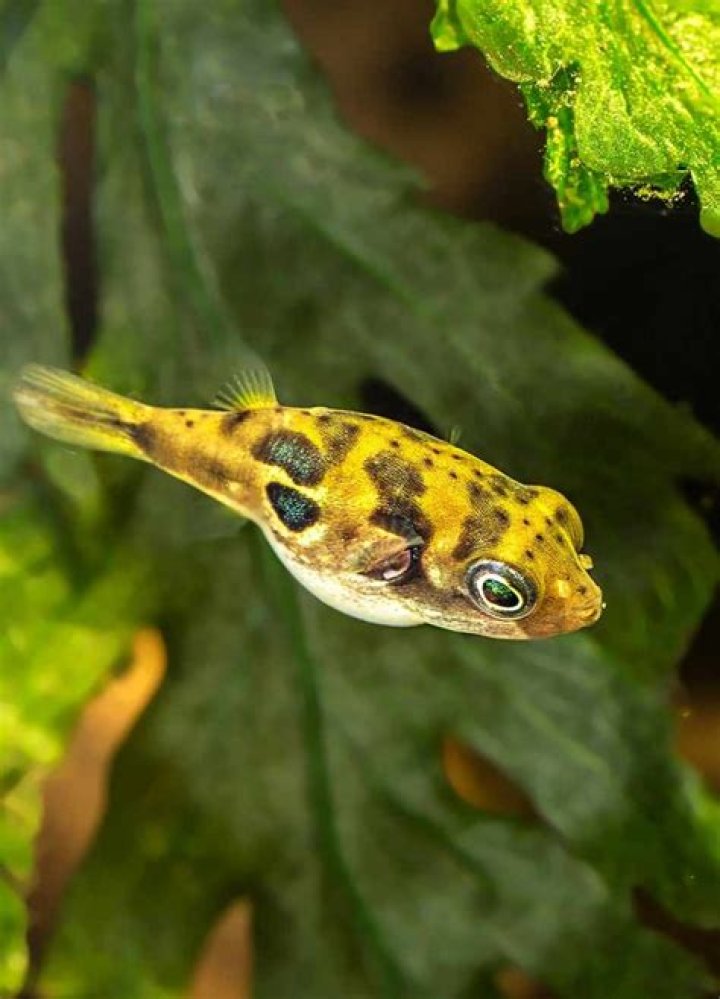 where to buy dwarf puffer fish
