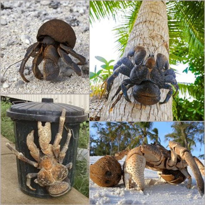 where to find coconut crab