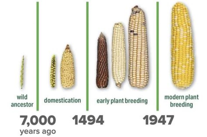 where was maize, the most important american food crop, first grown?