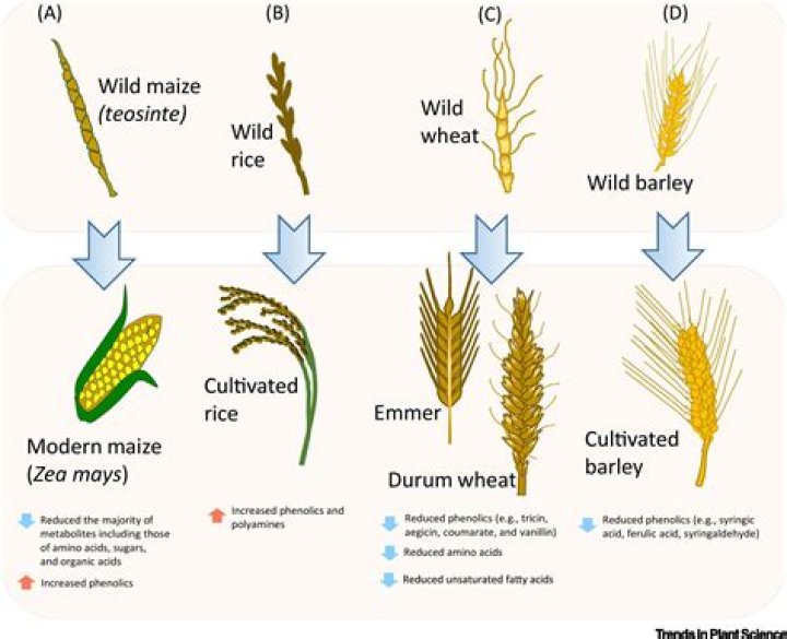 where was wheat first domesticated