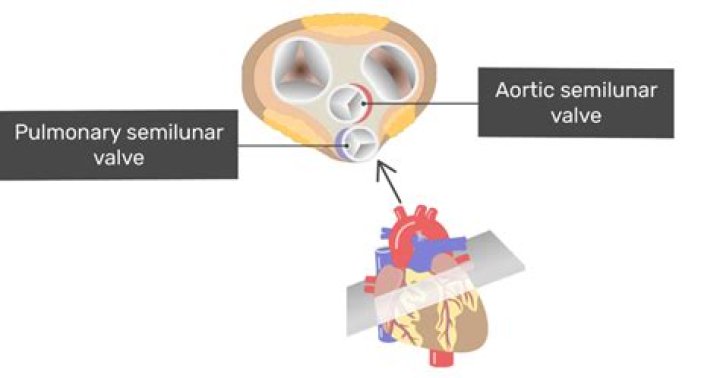 which of the events below does not occur when the semilunar valves are open