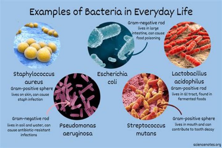 which reason best explains why bacteria can reproduce quickly?