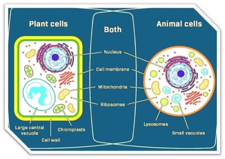 which statement describes what occurs in both animal and plant cells?