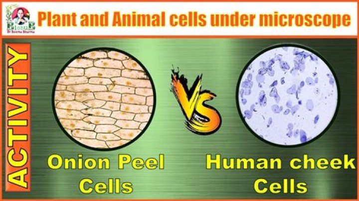 who first observed living cells