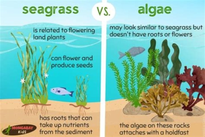 why are algae not classified as plants