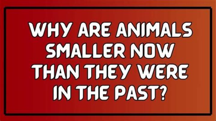 why are animals smaller now