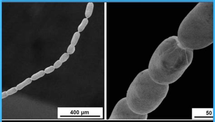 why are bacteria so small