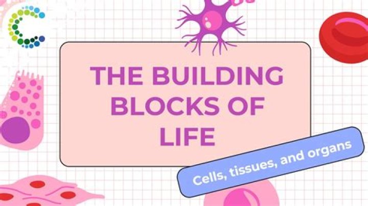 why are cells called the building blocks of an organism?