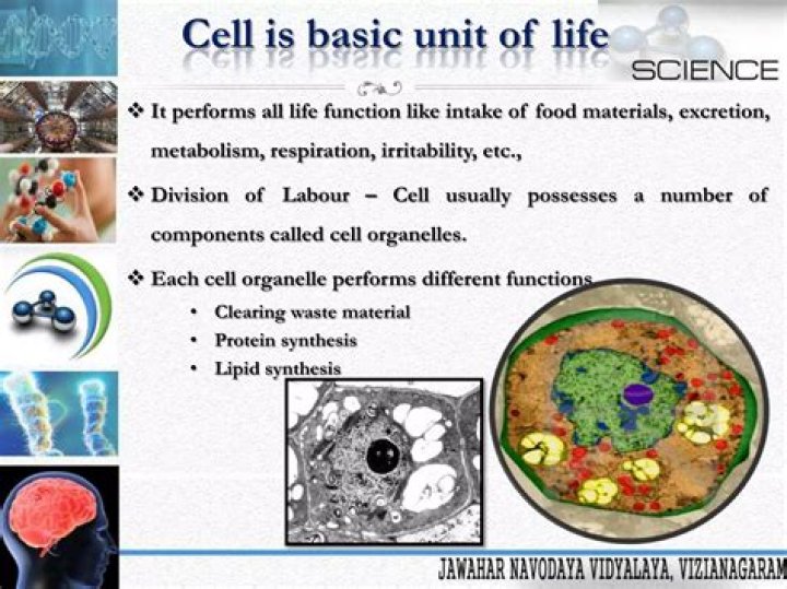 why are cells considered the smallest unit of life?