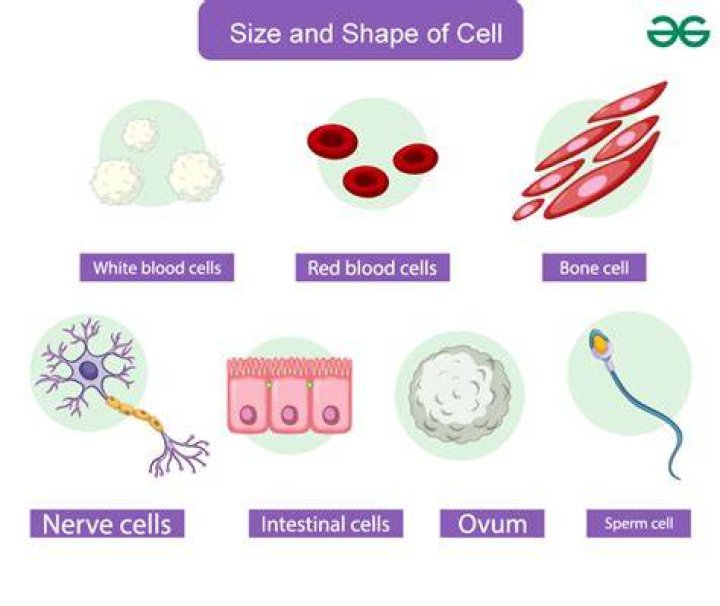 why are cells different shapes and sizes