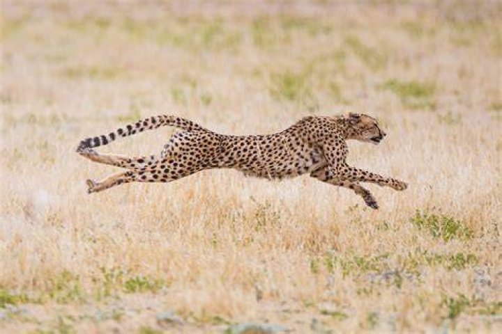 why are cheetahs important - Lisbd-net.com