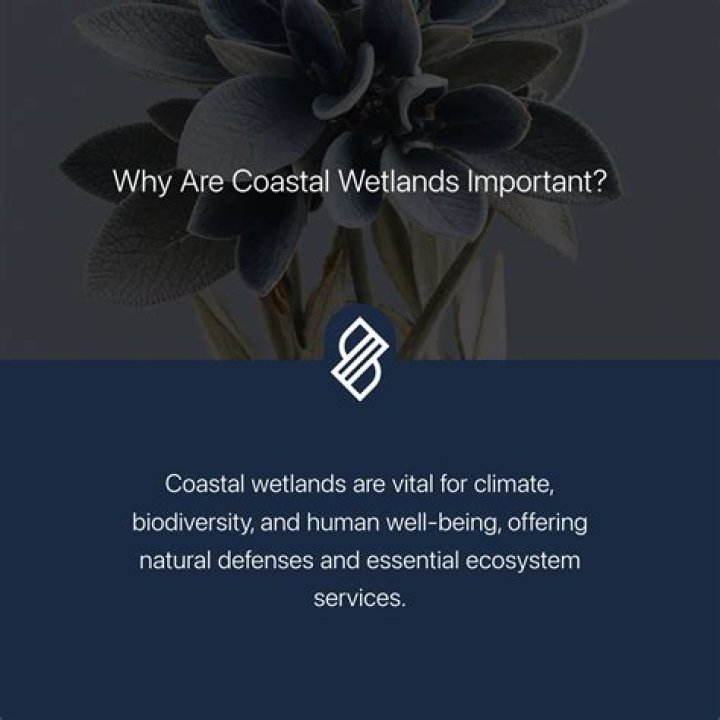 why are coastal wetlands important