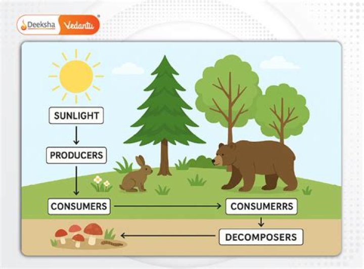 Why Are Decomposers Important To An Ecosystem?